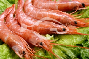 重慶阿根廷紅蝦